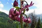 97 Giglio martagone (Lilium martagon)